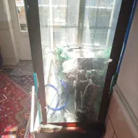 اکواریوم|ماهی|شیراز, بازار|دیوار