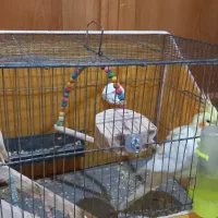 ی جفت عروس هلندی