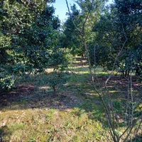 زمین باغ حدود 1000متر/تنکابن/تهاتربا ملک تهران کرج|فروش زمین و ملک کلنگی|تنکابن, |دیوار