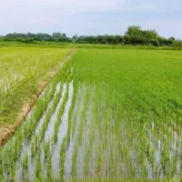 زمین کشاورزی