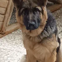 فروش سگ ژرمن