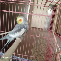 عروس هلندی سخنگومعاوضه