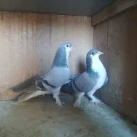 دمیگر ابری