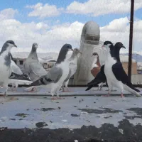 کفتر مقلف رنگی