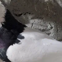 کبوتر ،