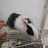 بچه خرگوش دوماهه|موش و خرگوش|گرگان, |دیوار