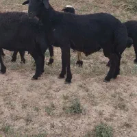 بره قوچ همو