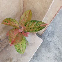 گیاه آپارتمانی زیبا