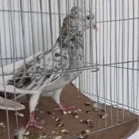 هفت رنگ دم سفید