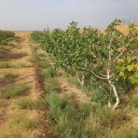 باغ پسته ۳۶۰۰متر درحسین آباد ساغری