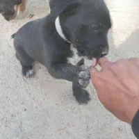 تیل پیت بول تله درج یک