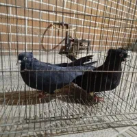 کفتر ذاغ ابادانی چش نوک سفید