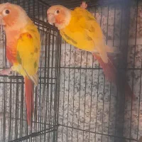 جفت ها گرینچیک مولد پایدردچیک|پرنده|تهران, افسریه شمالی|دیوار