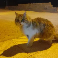 گربه پیدا شده