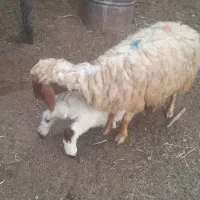 گوسفند زاییده