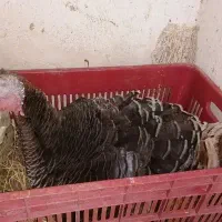 بوقلمون ماده کرچ و بوقلمون نر|حیوانات مزرعه|قم, آزادگان|دیوار