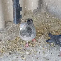 کفتر سار موشی پر خال، آلمانی|پرنده|مشهد, شهرک مهرگان|دیوار