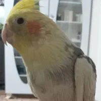 عروس هلندی گمشده