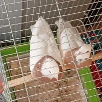 طوقی|پرنده|شیراز, معالی‌آباد|دیوار