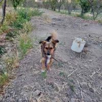 فروش سه تا سگ دوتا پاپی یه تازی عربی