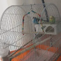 مرغ عشق یک جفت نر و ماده