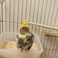 عروس هلندی نر دستی|پرنده|اصفهان, ملکشهر|دیوار