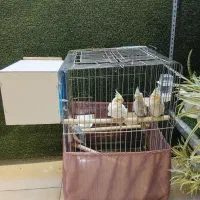 عروس هلندی