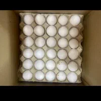 پخش تخم مرغ قم برای مغازه