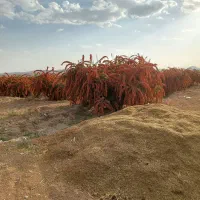 زمین کشاورزی با ۲۵۰ درخت زرشک