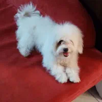 سگ شیتزو اصیل ماده،شناسنامه دار،بمب مو