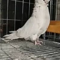 نر نوک قناری فروشی