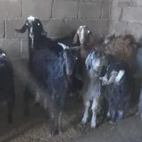 تعدادی کهره نر فروشی