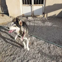 سگ هاسکی|سگ|تهران, سلسبیل شمالی|دیوار