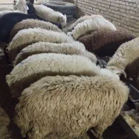 بره‌و‌گوسفند‌|حیوانات مزرعه|اهواز, کارون|دیوار