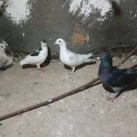 کفتر پرشی ب شرط واکسن خورده