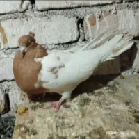 کفتر کله ایی|پرنده|میناب, |دیوار