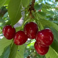 اکیپ میوه چینی