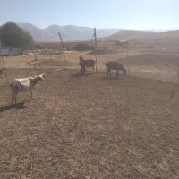۱۰ راس میش بره دار شیشک|حیوانات مزرعه|شیراز, عادل آباد|دیوار