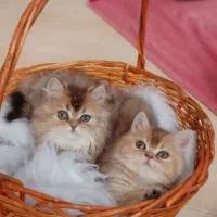 بریتیش بلک گلد ماده مو بلند و بریتیش نر