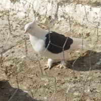 کفتر دو کت|پرنده|فلاورجان, |دیوار