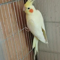 عروس هلندی