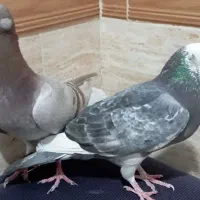 کفتر پلاکی غریب گیری