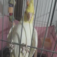 ی جفت عروس هلندی