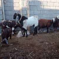 نربز پاکستانی|حیوانات مزرعه|تربت‌حیدریه, بالا ولایت|دیوار