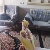 کوتوله برزیلی