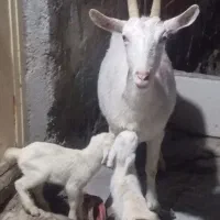 بزسانن اصل فرانسوی شیری بادوتاکهره نر اصل