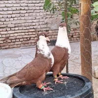 کفتر کبوتر کرواتی کرباتی|پرنده|مه ولات, |دیوار