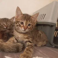 واگذاری رایگان|گربه|ارومیه, |دیوار