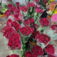 رز ممتاز از ۴۵۰ تا ۷۵۰|گل و گیاه طبیعی|شیراز, اکبر آباد|دیوار
