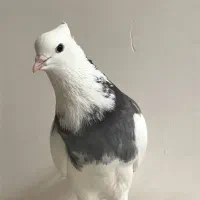 طوقی سرور|پرنده|اردکان, |دیوار